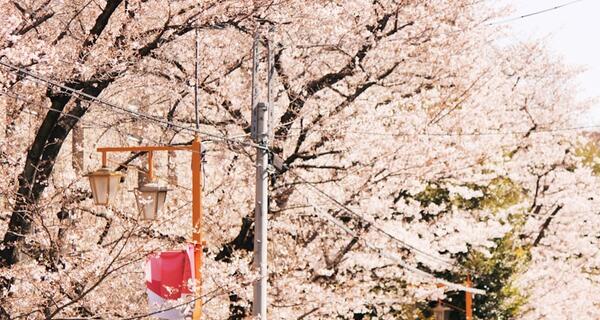 Ayah Tukang Becak, Anak Kuliah di Jepang: Kisah Nyata yang Menginspirasi